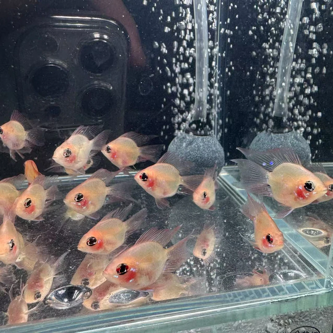 【金波子鱼】小型热带淡水观赏鱼桃心体