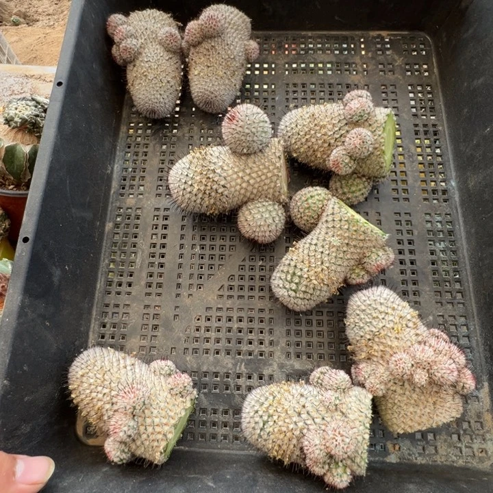 直刺佩雷仙人球一个开花