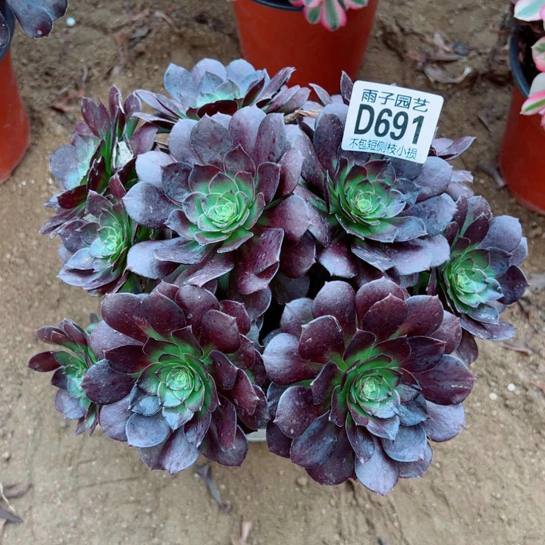 青***y691黑珍珠雨子多肉植物