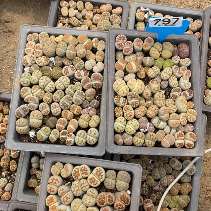 *****生石花等植物的生长797