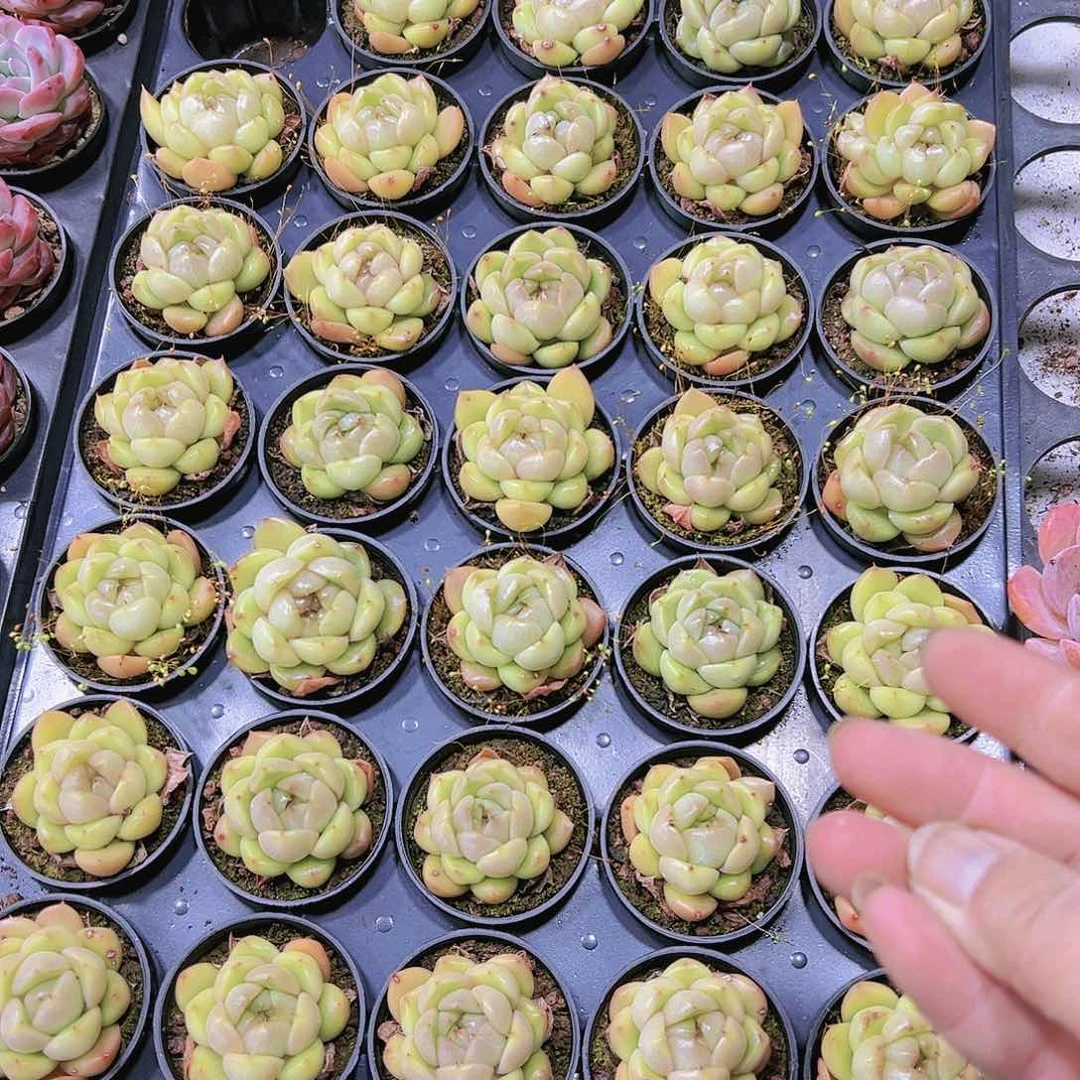 蓝鬼珍妮19包邮多肉