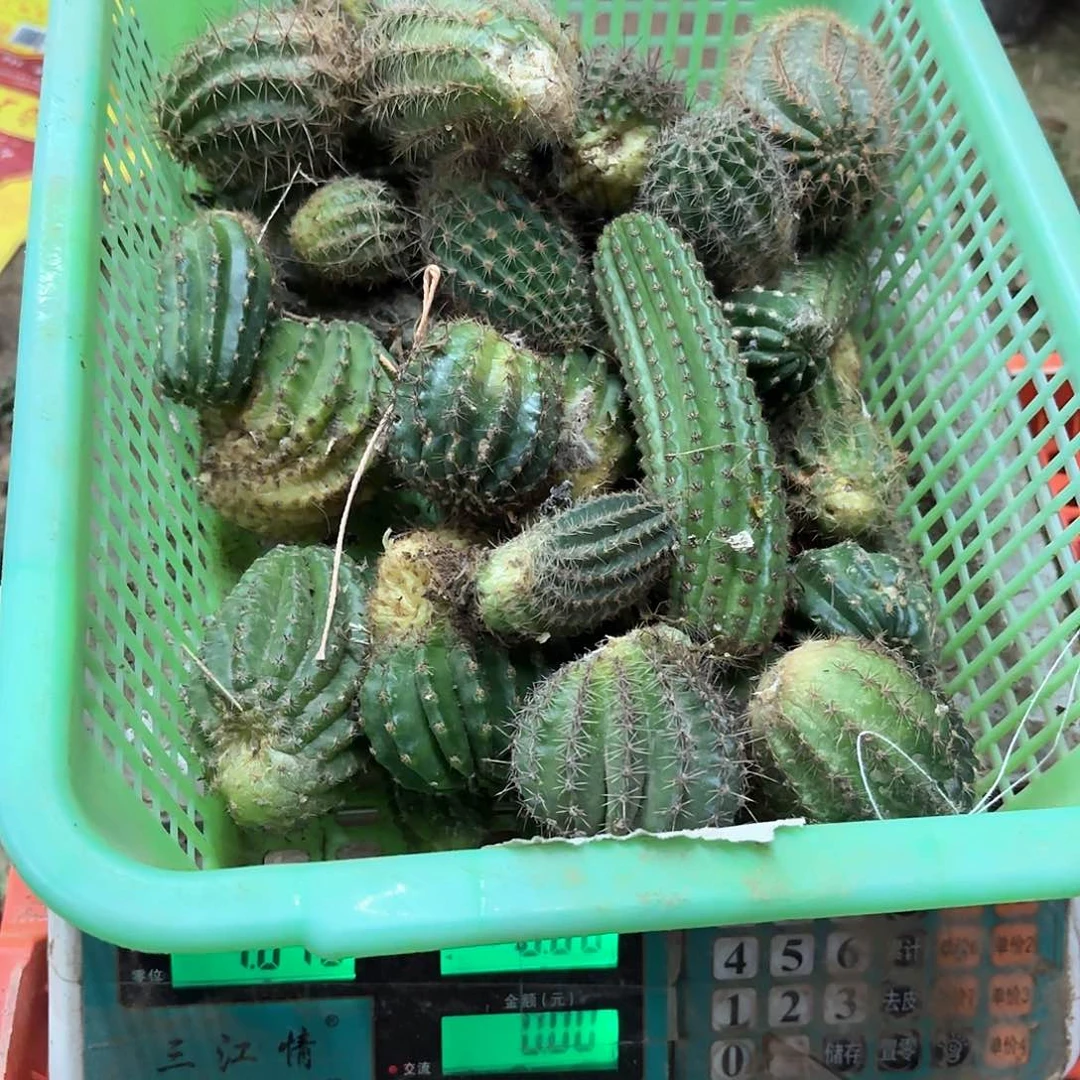 天*4 侧牙混品瑕痴无售后