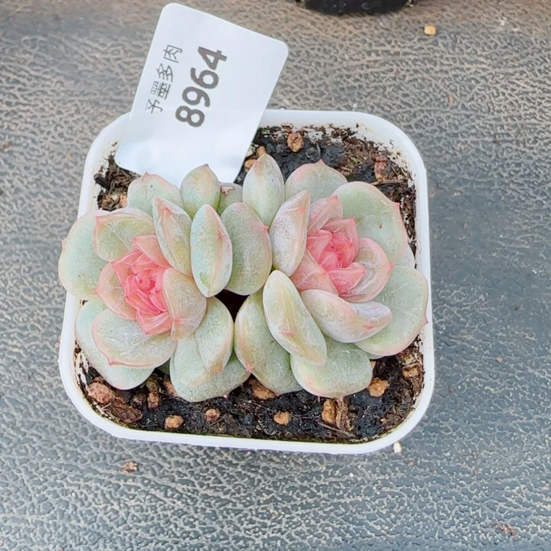 粉恋，8964多肉植物