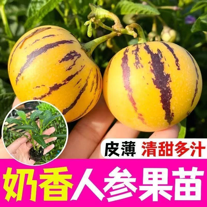 人参果苗当年挂果买两盆送一盆基地直发