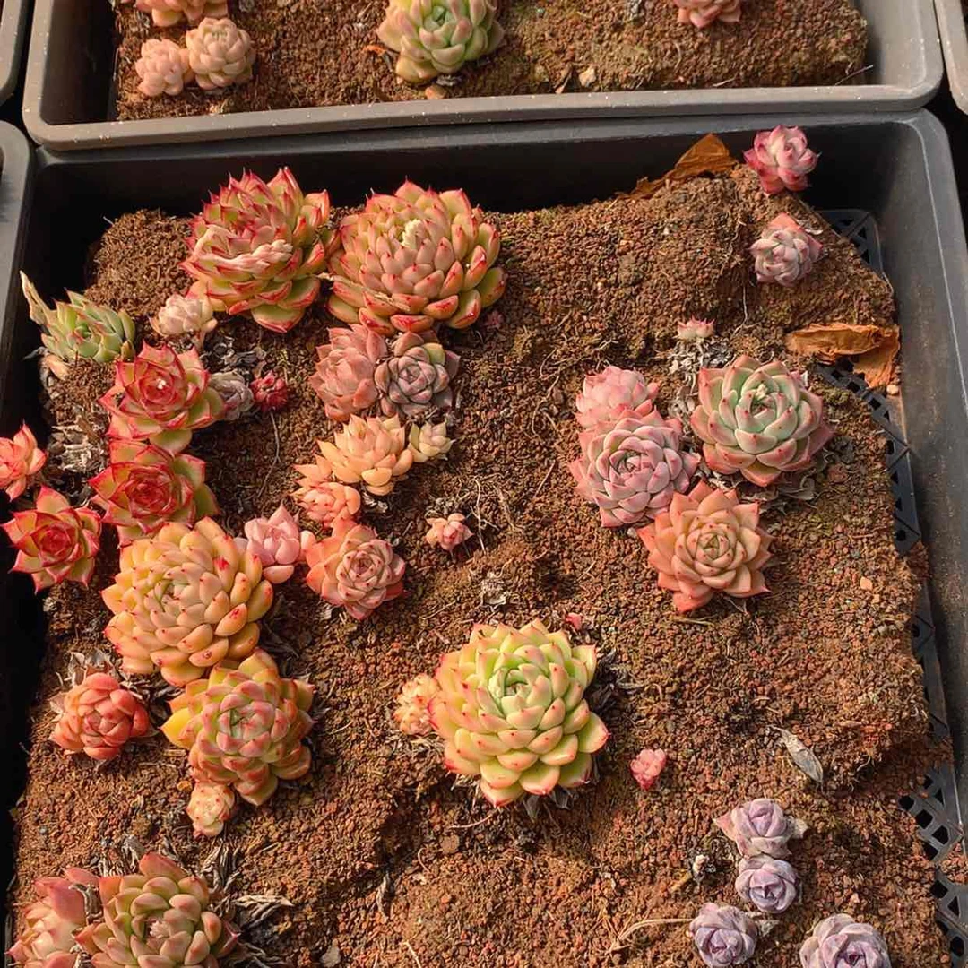 【闪购商品】云2300