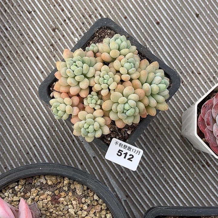 阿雅园艺。      512鱼子酱