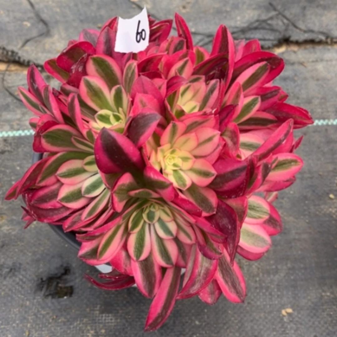 【闪购商品】60美杜莎绣球多肉法师