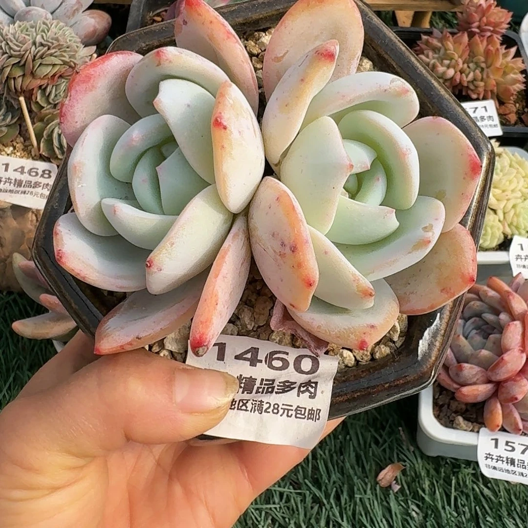 1460一物一拍（满28包邮