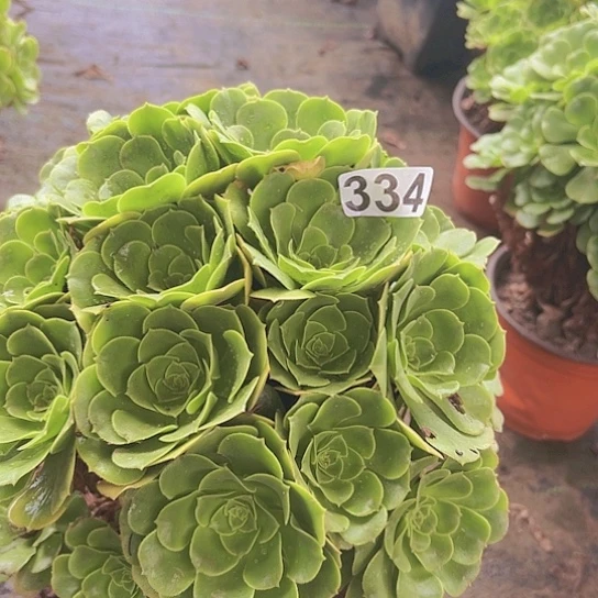 叶***子多肉植物一个绿玫瑰