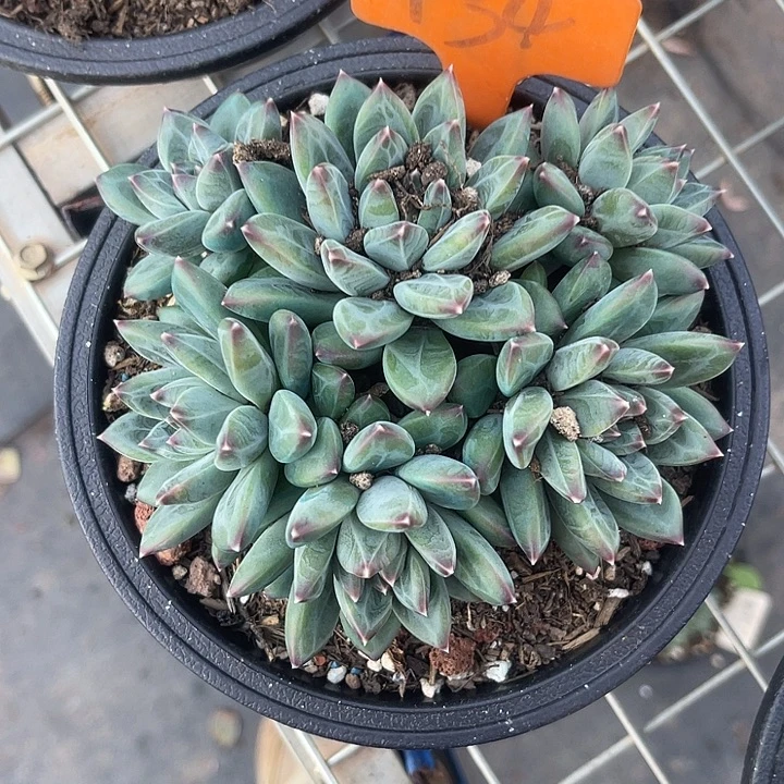 半***雨两单包邮，一物一拍134