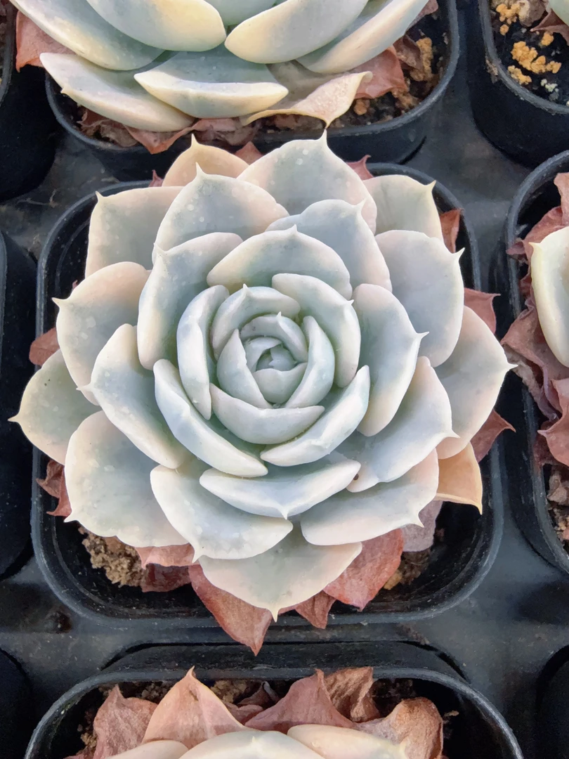 鲁氏锦单头（4-6cm）脱土