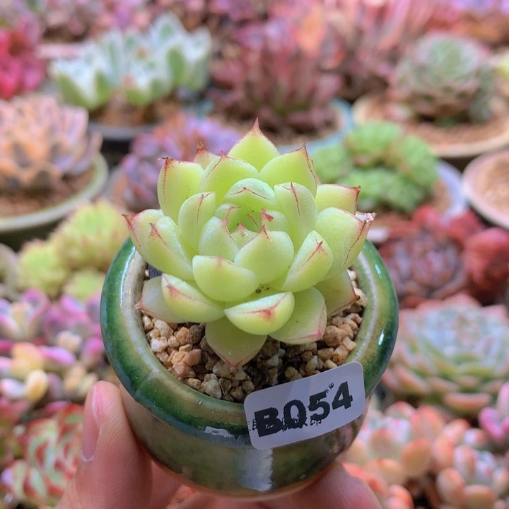 一物一拍含盆土满38包邮B054
