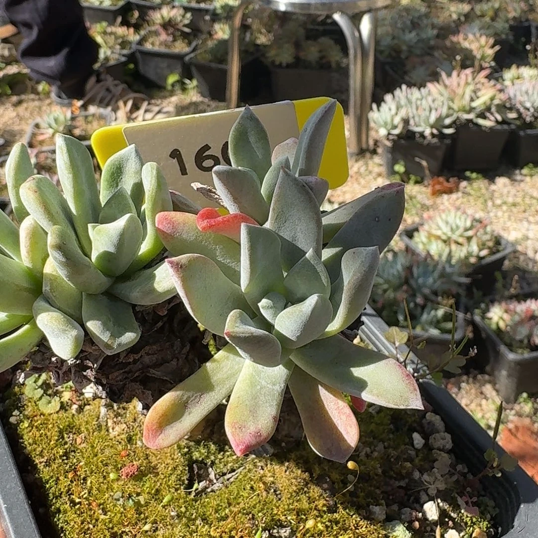 果***子多肉植物仙女杯1216160