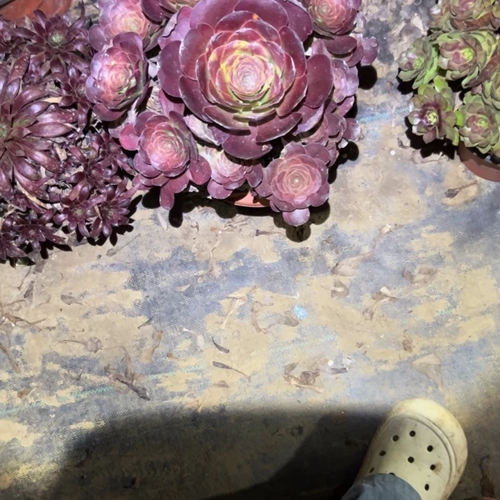 不包断枝法师链接6