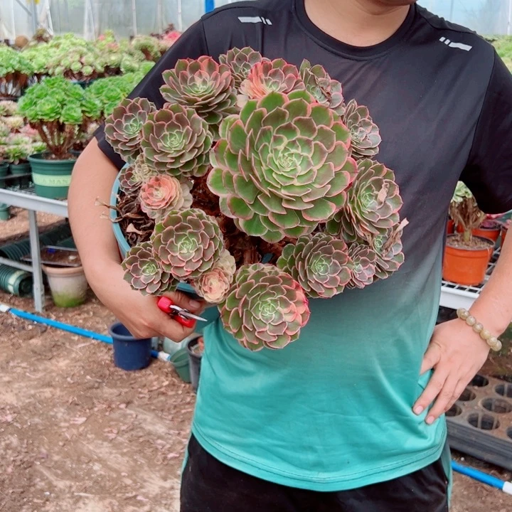 大颗粉花妖多肉法师
