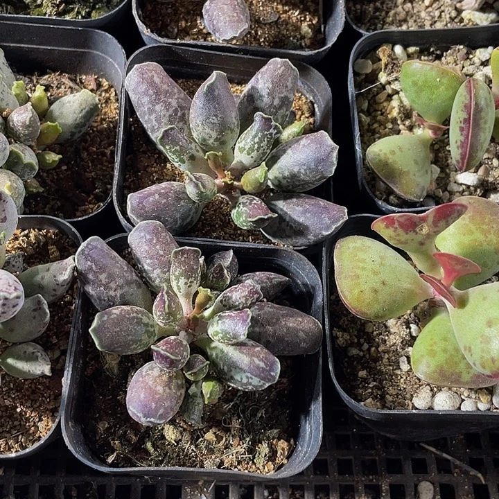 紫姬海豹带盆土发货