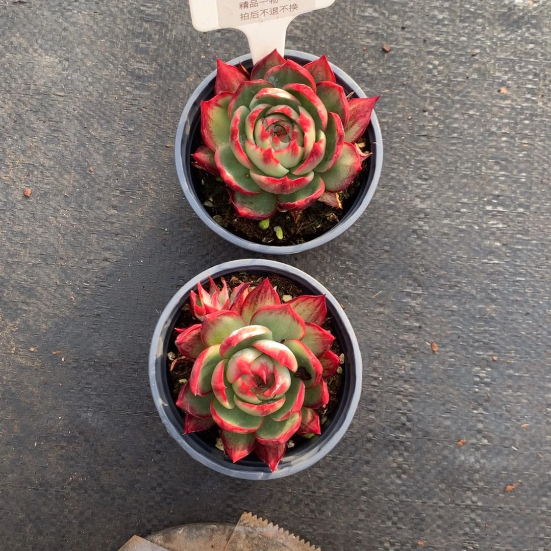 浒***诺552号多肉植物惊鸿2颗