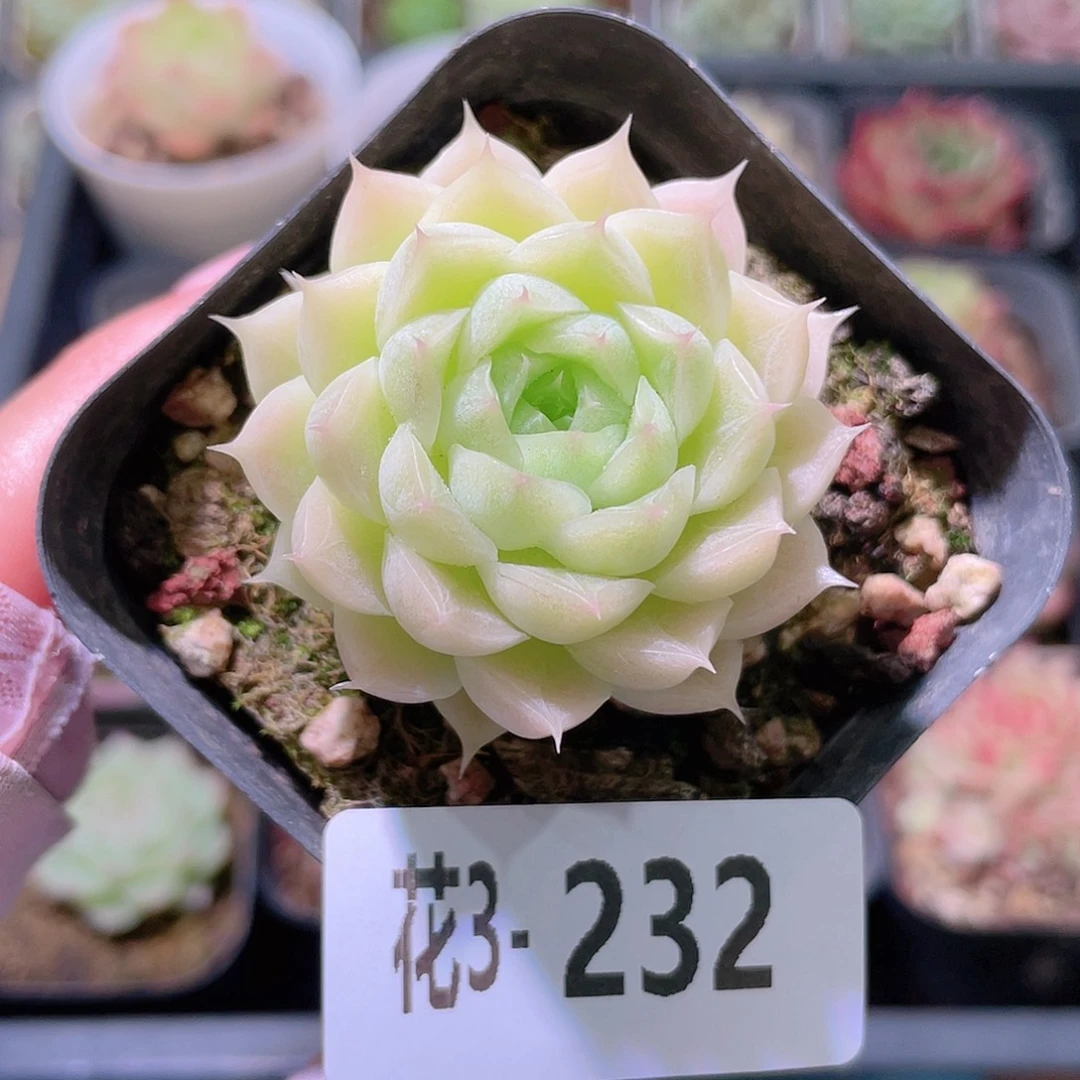 花利美3-232麦秆单头