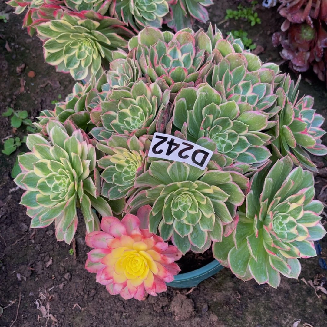 海燕法师26////38包邮