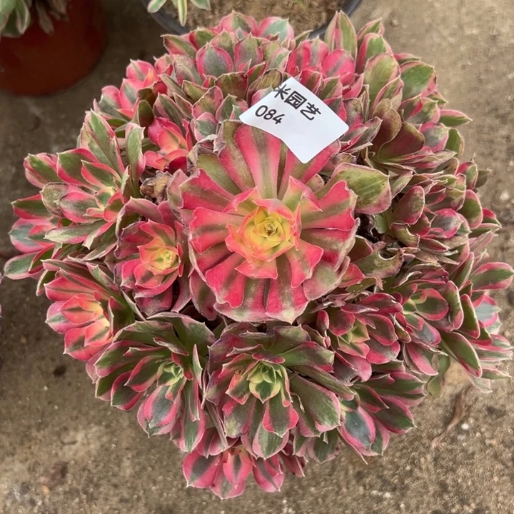 妖月手捧多肉植物084