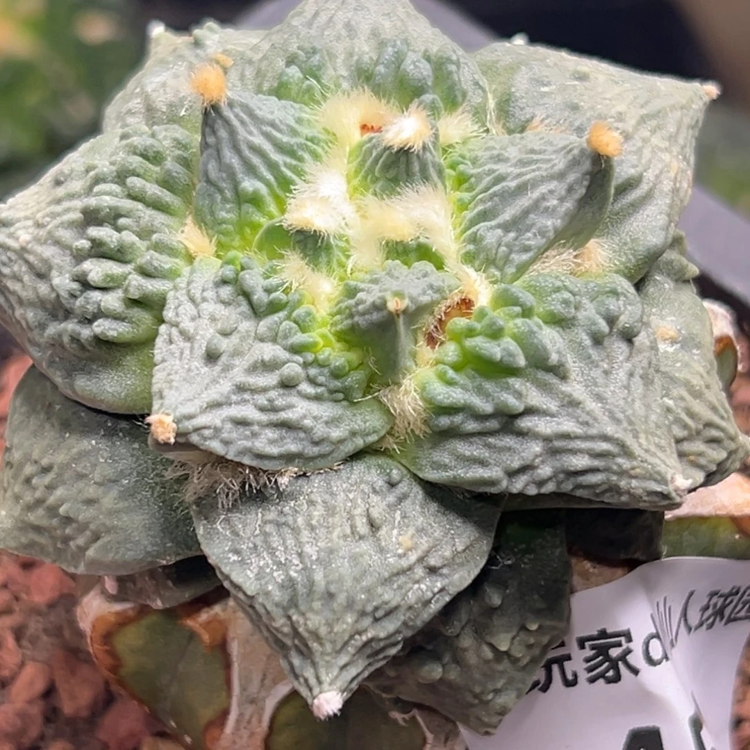 鼎***娱451 仙人球仙人球