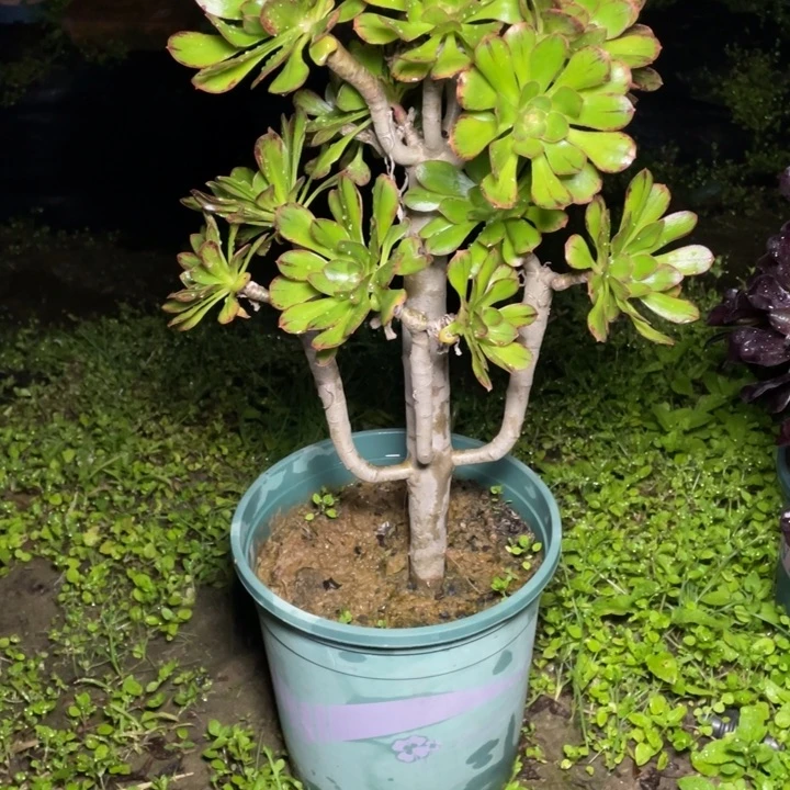 34V锦多肉植物多肉