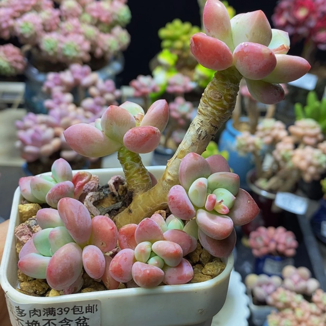 116 樱花洛神8！厘米多肉