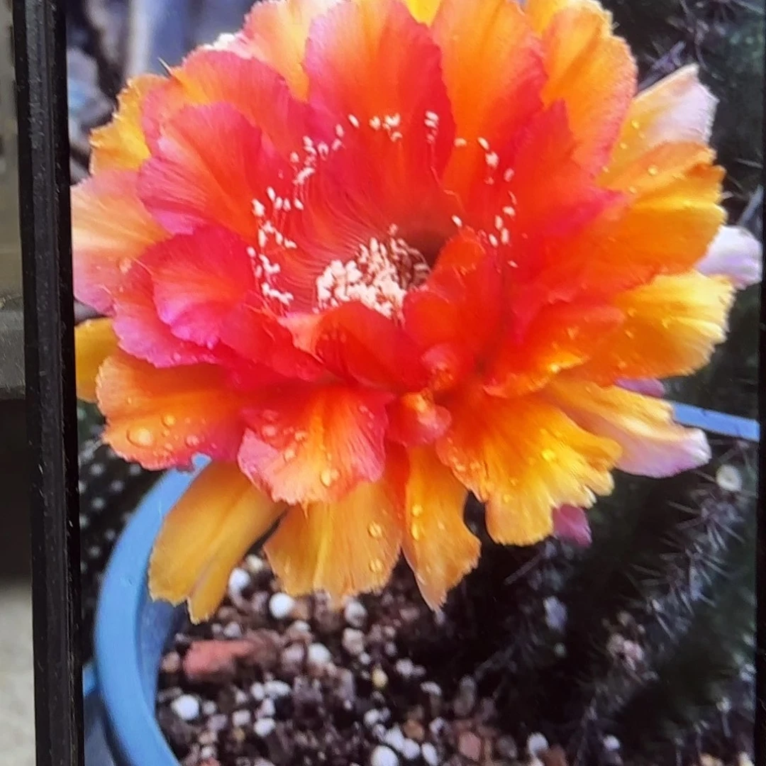 晚霞彩侧牙20包邮仙人球27