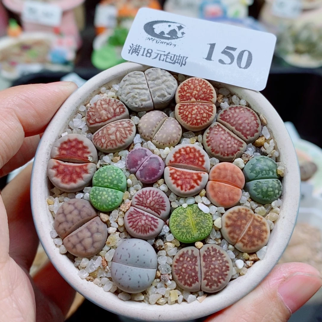 生石花花花花花花150