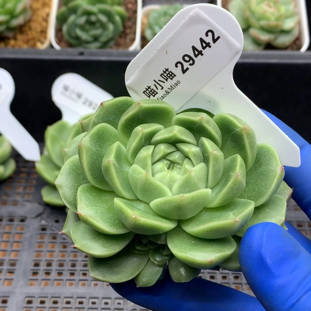 多肉植物杂交珍妮