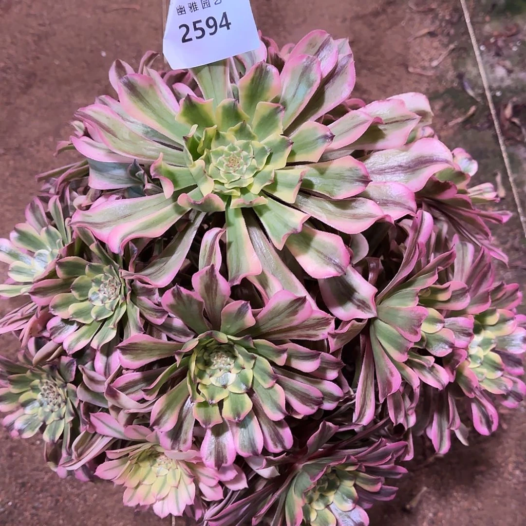 多肉植物带鱼2594