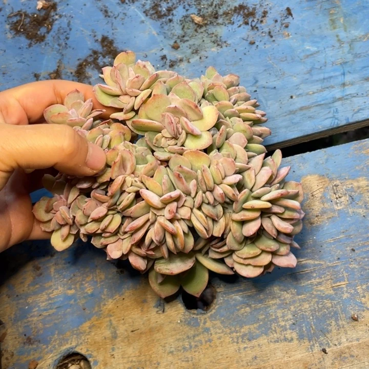 【闪购商品】白凤缀