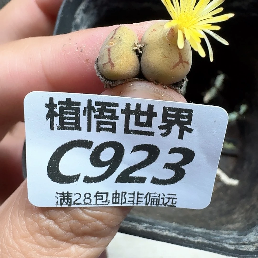 多肉W的人生的gb b