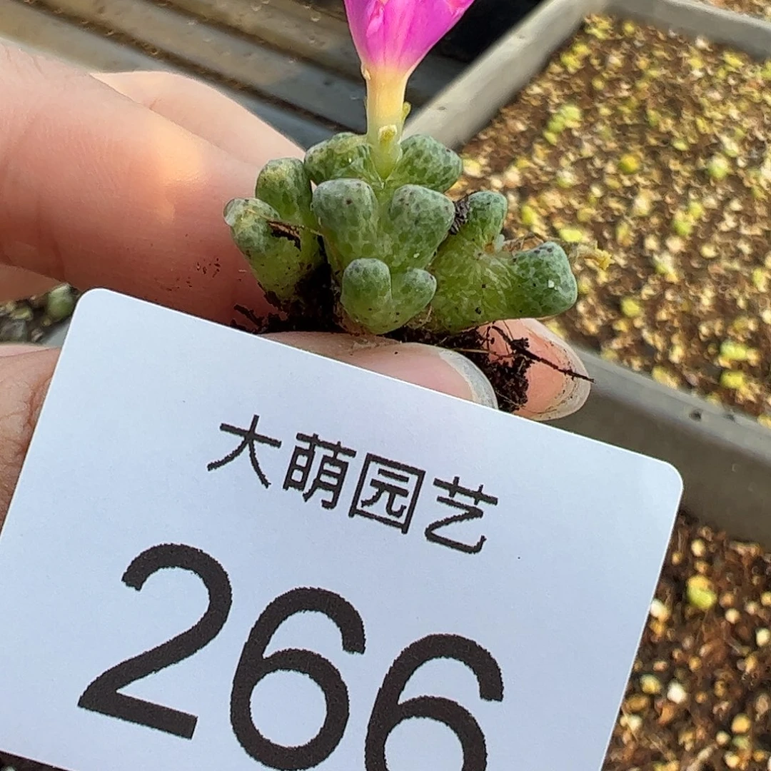 一物一拍园艺定向选拔ARM714B鹿角斑马266