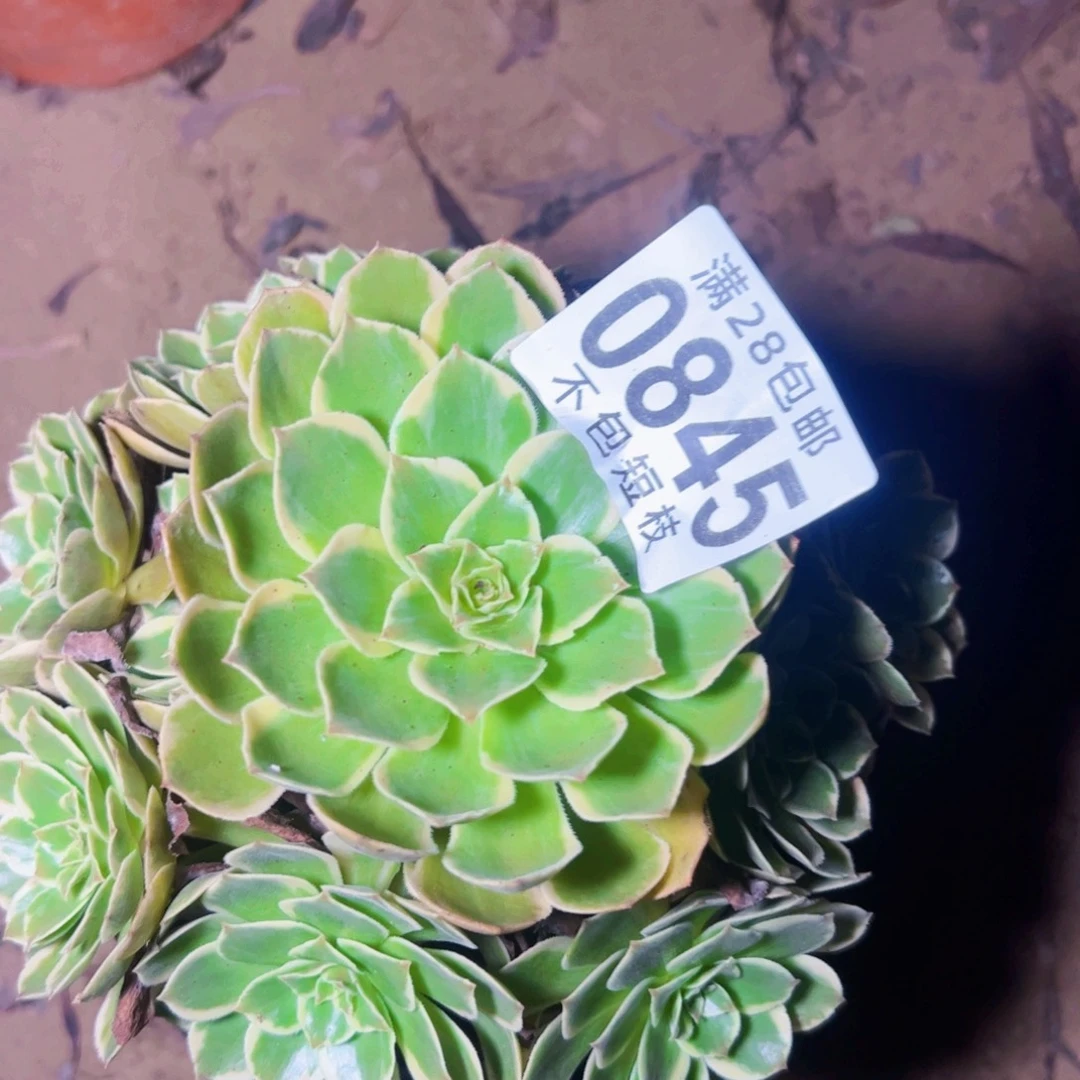 莲花座多肉植物0845