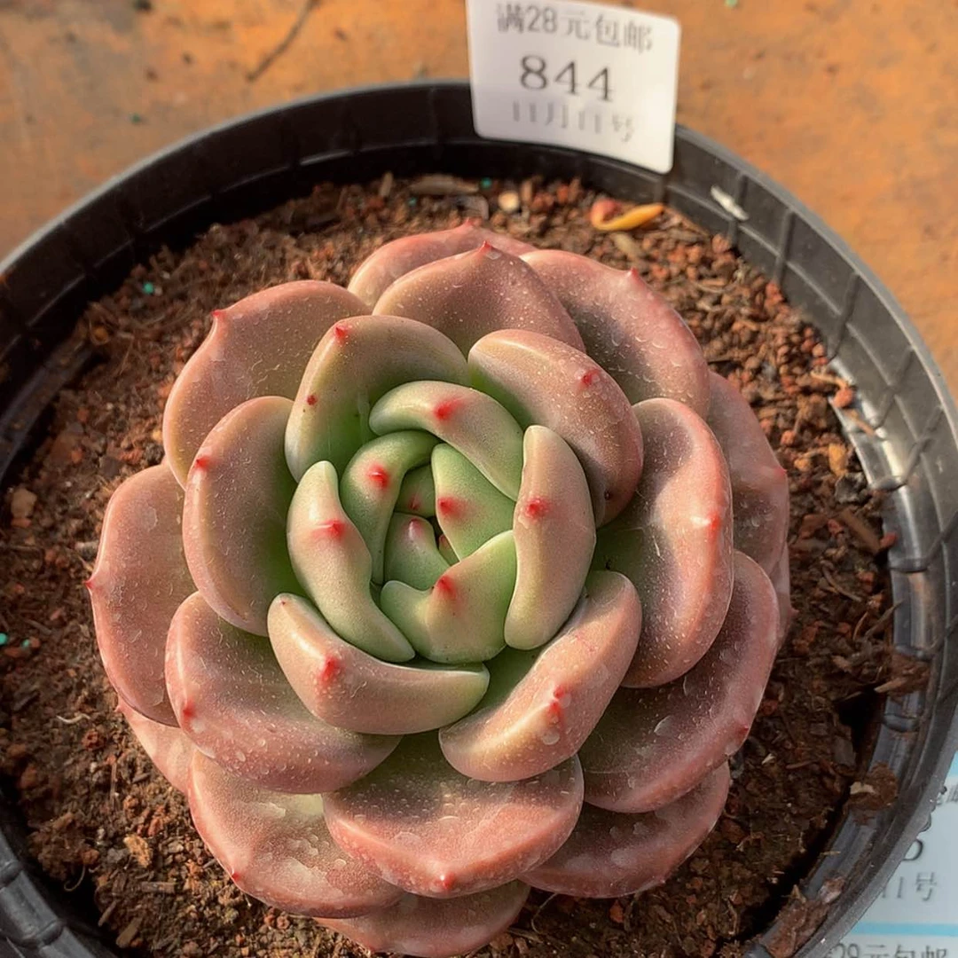 【闪购商品】云844号10厘米