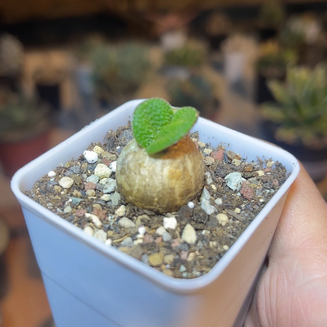 实生钢锉灯台百合