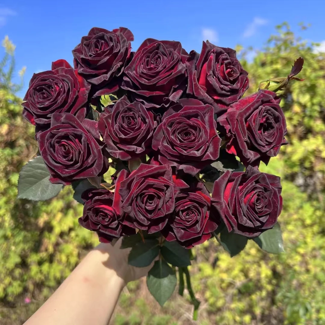 【黑巴克】黑色大切花独颗老桩月季玫瑰3-5个花苞四季开花盆栽地栽