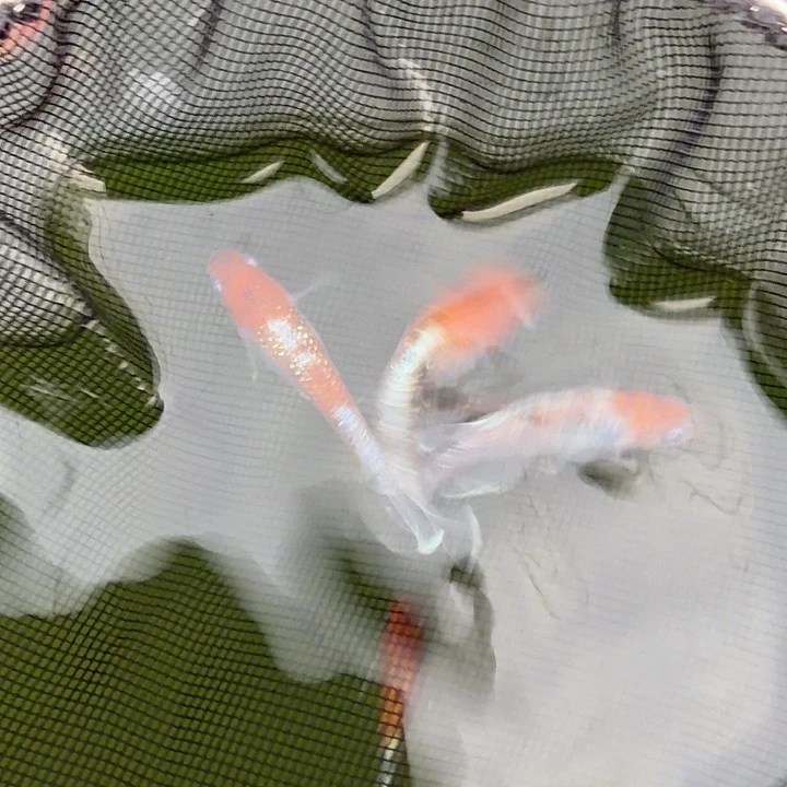 青鳉鱼编号 33 短鳍 04  3 条