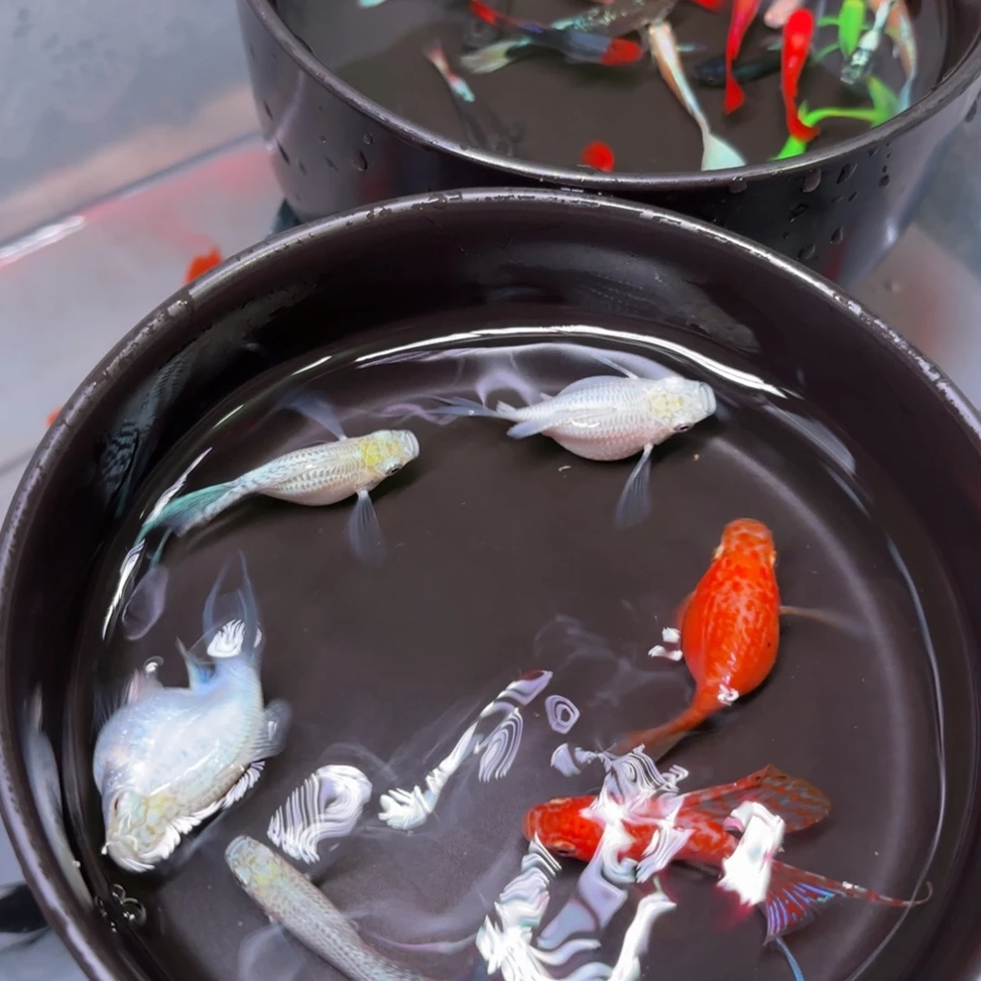 孔雀鱼白燕尾两对+金燕一对（2备损）