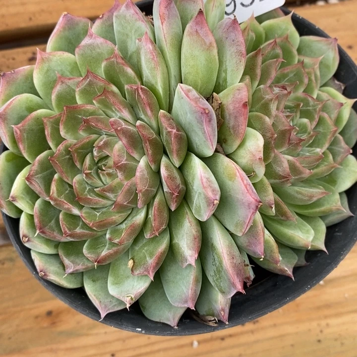 8932杂交老桩基地，11厘米