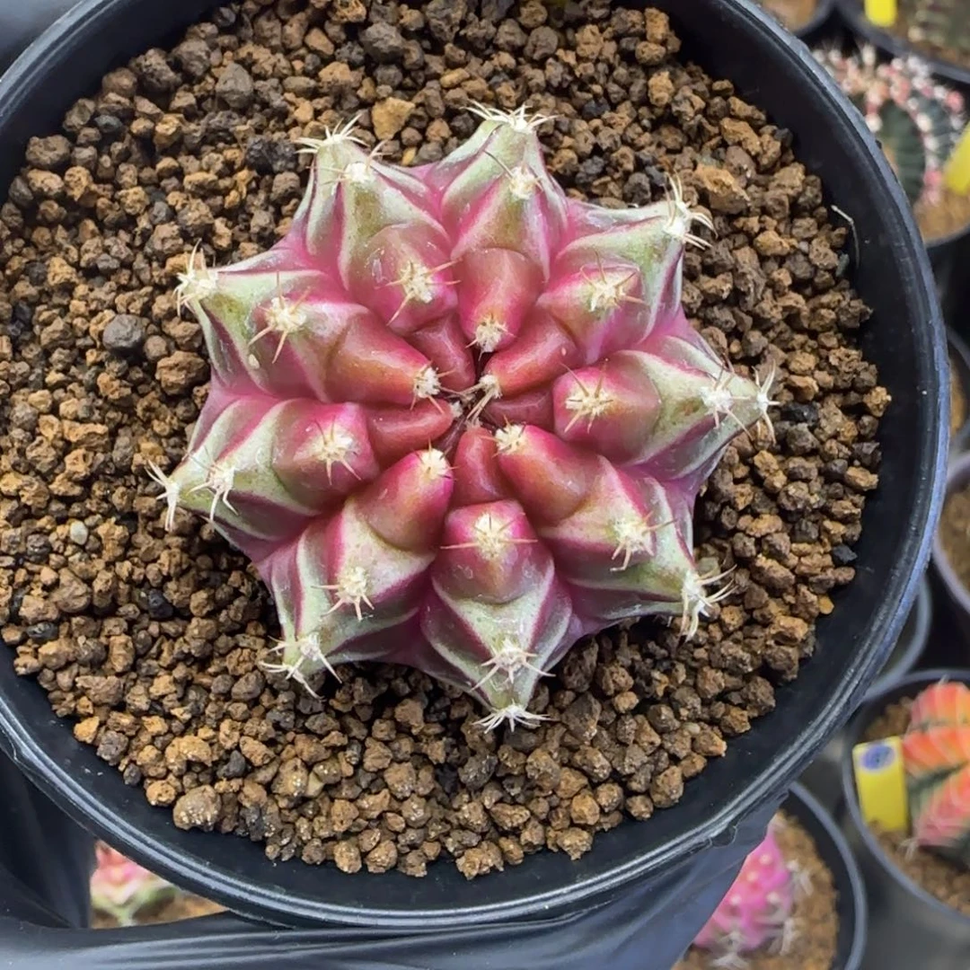 219号泰系实生轮回