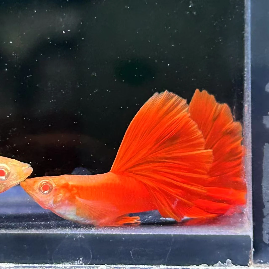 精品孔雀鱼大背血红包邮包损