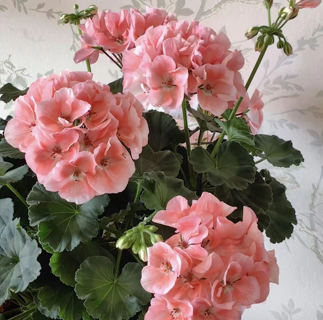 【李先生】857~天竺葵花卉盆栽带花苞可室内种植观花植物