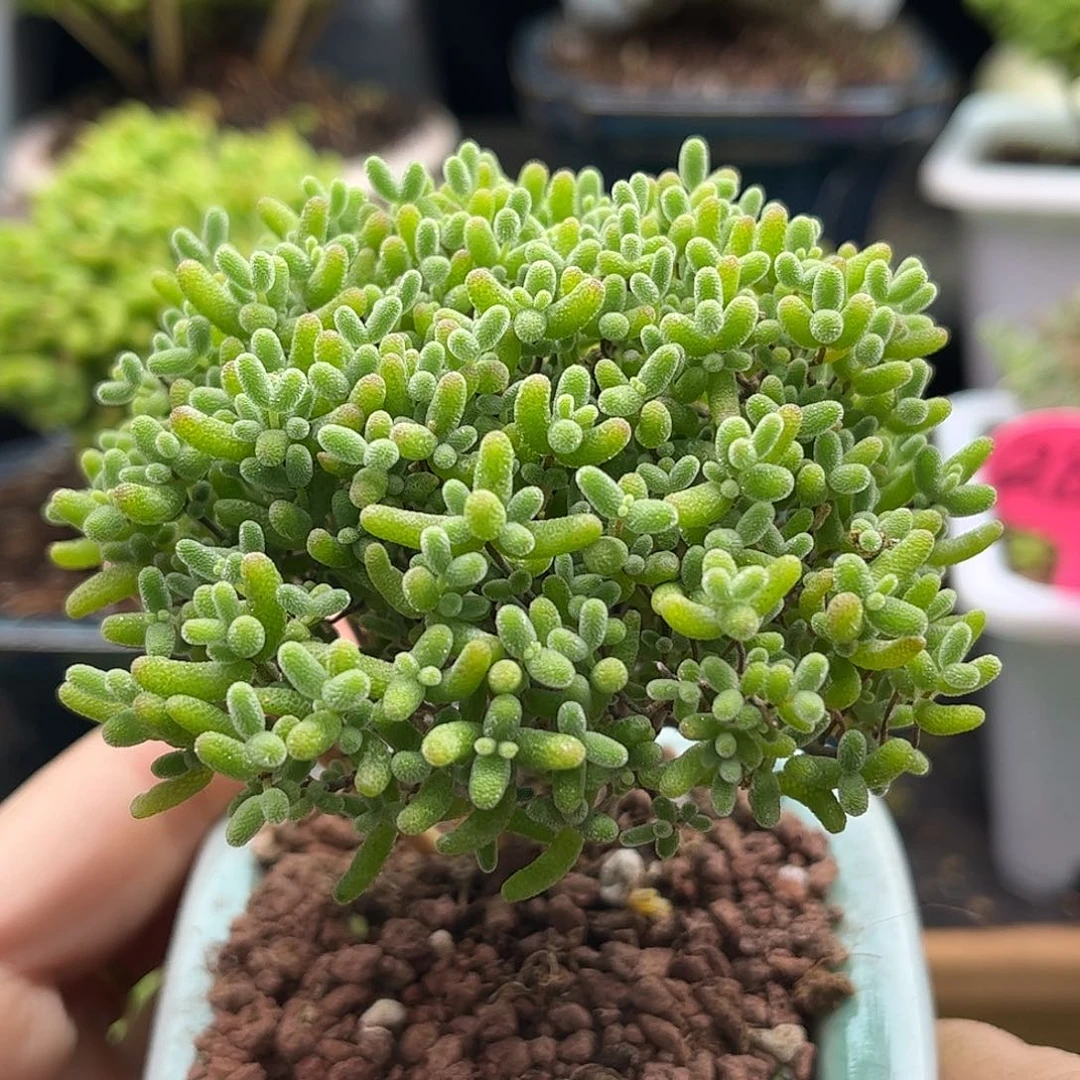 005蜜桔带盆优选枝干番杏