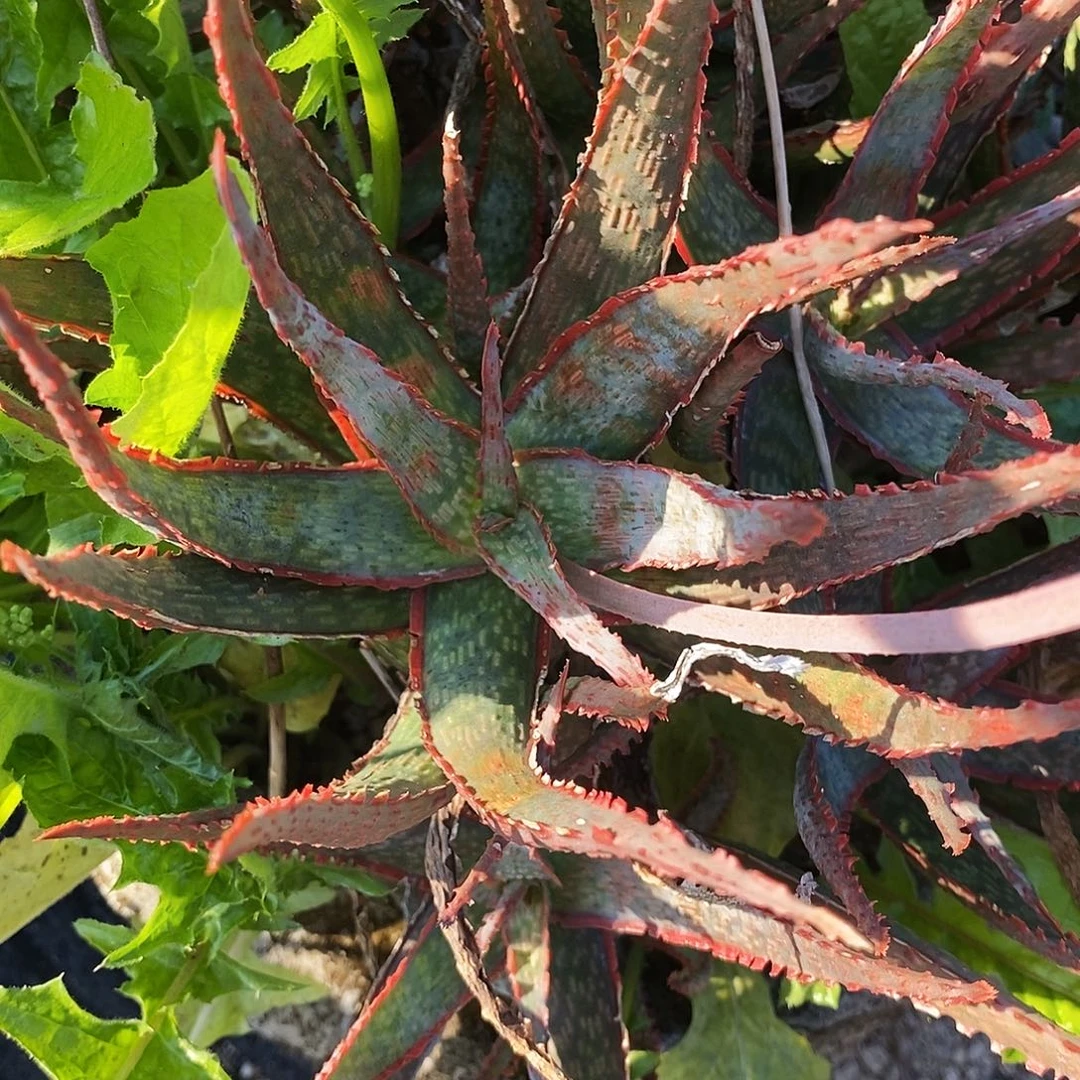 不知名芦荟6。 冠幅10公分以上。