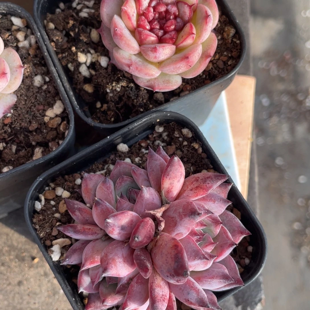 两颗多肉植物盆栽多肉