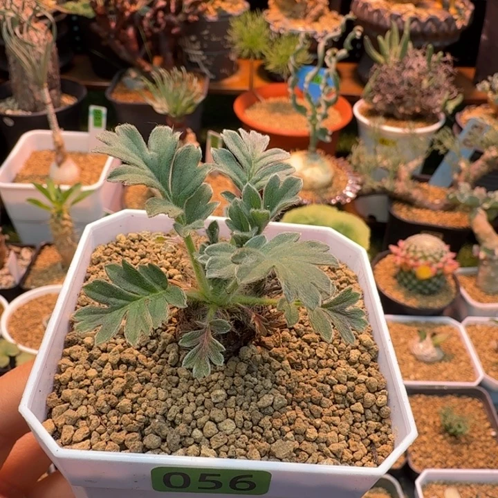 粉白花洋葵056 仙人球