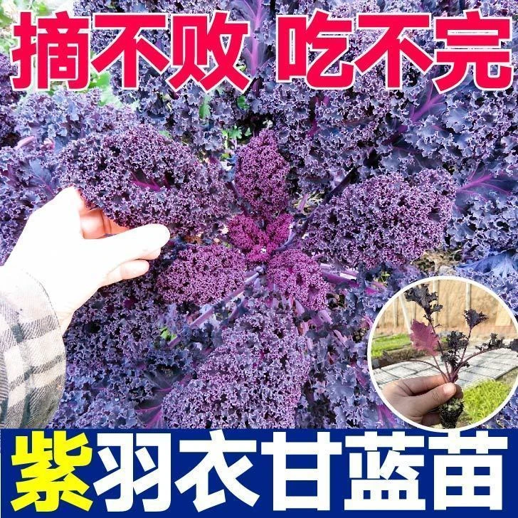 紫绿粉羽叶羽衣甘蓝苗秧四季可种阳台盆栽食用蔬菜苗庭院带土球苗