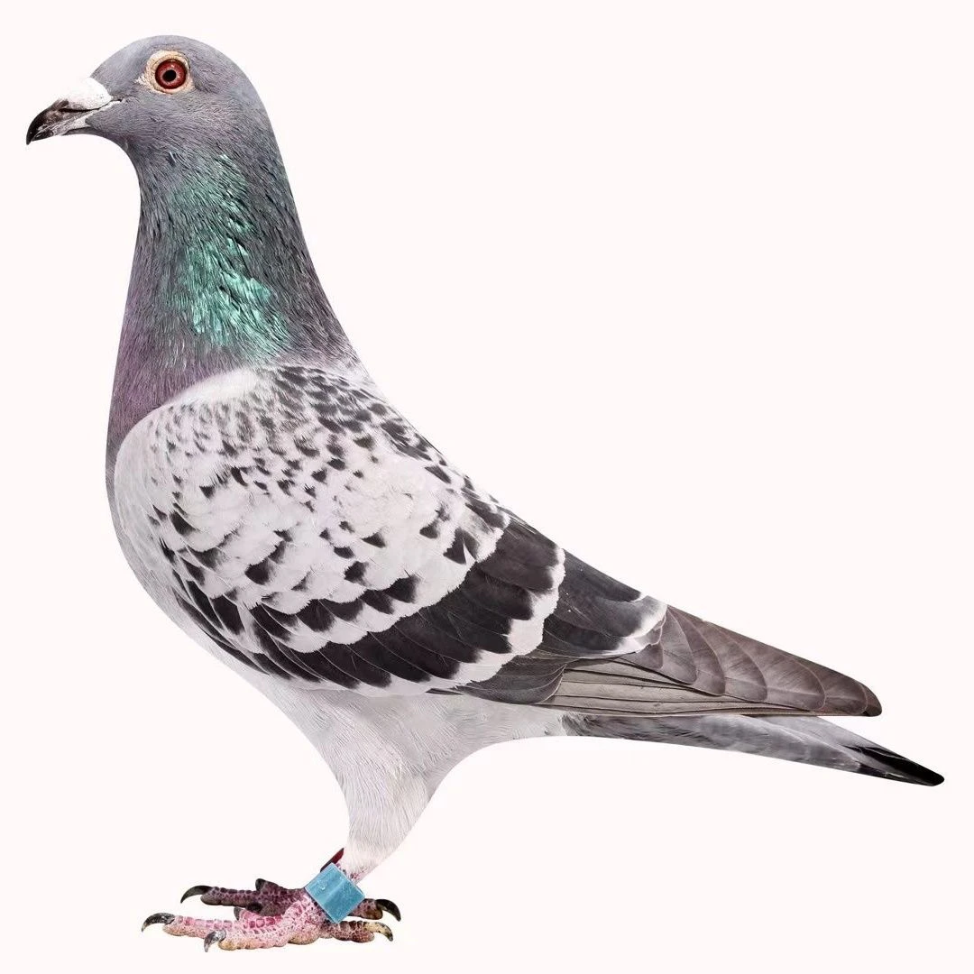 赛鸽能量补充维生素营养增强体质比赛专用营养补充剂